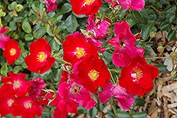 Flower Carpet Red Rose (Rosa 'Flower Carpet Red') at Lurvey Garden Center