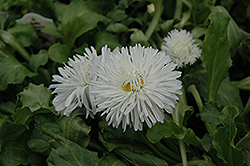 Enorma White English Daisy (Bellis perennis 'Enorma White') at Lurvey Garden Center