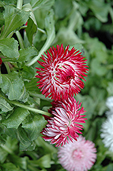 Enorma Red English Daisy (Bellis perennis 'Enorma Red') at Lurvey Garden Center