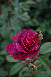 Intrigue Rose (Rosa 'Intrigue') at Lurvey Garden Center