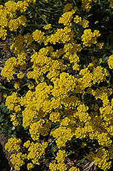 Basket Of Gold Alyssum (Aurinia saxatilis) at Lurvey Garden Center