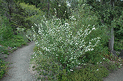 Utah Serviceberry (Amelanchier utahensis) at Lurvey Garden Center