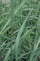 Dewey Blue Switch Grass (Panicum amarum 'Dewey Blue') at Lurvey Garden Center