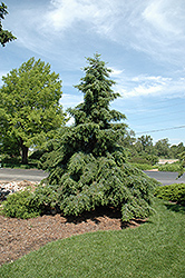 Weeping Serbian Spruce (Picea omorika 'Pendula') at Lurvey Garden Center