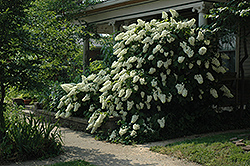 Snowflake Hydrangea (Hydrangea quercifolia 'Snowflake') at Lurvey Garden Center
