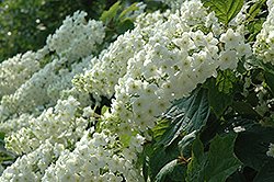 Snowflake Hydrangea (Hydrangea quercifolia 'Snowflake') at Lurvey Garden Center