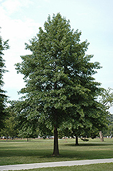 Pin Oak (Quercus palustris) at Lurvey Garden Center