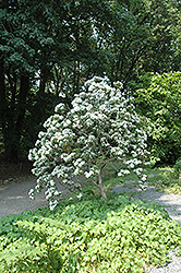 Mountain Laurel (Kalmia latifolia) at Lurvey Garden Center