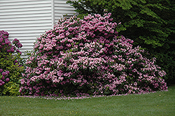 Roseum Maxumum Rhododendron (Rhododendron catawbiense 'Roseum Maximum') at Lurvey Garden Center