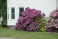 Purpureum Elegans Rhododendron (Rhododendron catawbiense 'Purpureum Elegans') at Lurvey Garden Center