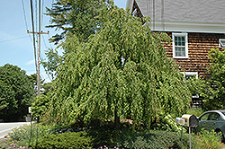 Weeping Katsura Tree (Cercidiphyllum japonicum 'Pendulum') at Lurvey Garden Center