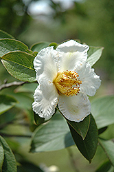 Japanese Stewartia (Stewartia pseudocamellia) at Lurvey Garden Center