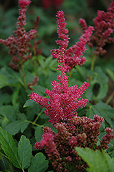 Fireberry Astilbe (Astilbe 'Fireberry') at Lurvey Garden Center