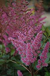 Maggie Daley Astilbe (Astilbe chinensis 'Maggie Daley') at Lurvey Garden Center