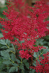 Red Sentinel Astilbe (Astilbe x arendsii 'Red Sentinel') at Lurvey Garden Center
