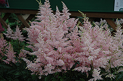 Younique Silvery Pink Astilbe (Astilbe 'Verssilverypink') at Lurvey Garden Center