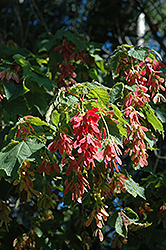 Mountain Maple (Acer spicatum) at Lurvey Garden Center