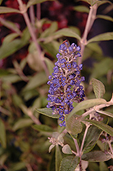 Flutterby Petite Blue Heaven Butterfly Bush (Buddleia 'Podaras 8') at Lurvey Garden Center