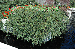 Hesse Cotoneaster (Cotoneaster 'Hessei') at Lurvey Garden Center