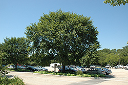 Vanguard Elm (Ulmus 'Morton Plainsman') at Lurvey Garden Center