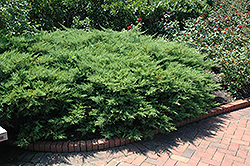 Kallay's Compact Juniper (Juniperus x media 'Kallay's Compact') at Lurvey Garden Center