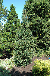 Columnar Norway Spruce (Picea abies 'Cupressina') at Lurvey Garden Center