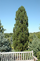 Arnold Sentinel Austrian Pine (Pinus nigra 'Arnold Sentinel') at Lurvey Garden Center