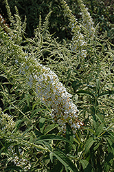 White Harlequin Butterfly Bush (Buddleia davidii 'White Harlequin') at Lurvey Garden Center