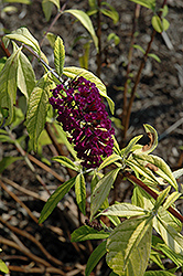 Evil Ways Butterfly Bush (Buddleia davidii 'Evil Ways') at Lurvey Garden Center