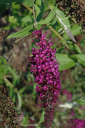 Purple Prince Butterfly Bush (Buddleia davidii 'Purple Prince') at Lurvey Garden Center