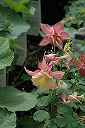 Swan Pink and White Columbine (Aquilegia 'Swan Pink and White') at Lurvey Garden Center
