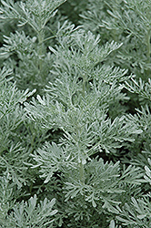 Parfum d'Ethiopia Artemisia (Artemisia 'Parfum d'Ethiopia') at Lurvey Garden Center