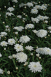 Madeira Double White Marguerite Daisy (Argyranthemum frutescens 'Madeira Double White') at Lurvey Garden Center