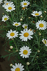 White Yellow Eye Marguerite Daisy (Argyranthemum frutescens 'White Yellow Eye') at Lurvey Garden Center