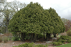 Wareana Arborvitae (Thuja occidentalis 'Wareana') at Lurvey Garden Center