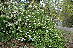 Aurora Viburnum (Viburnum carlesii 'Aurora') at Lurvey Garden Center