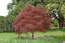 Dwarf Red Pygmy Japanese Maple (Acer palmatum 'Red Pygmy') at Lurvey Garden Center