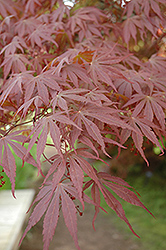 Hessei Japanese Maple (Acer palmatum 'Hessei') at Lurvey Garden Center