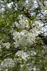 Northstar Cherry (Prunus 'Northstar') at Lurvey Garden Center