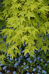Aureum Japanese Maple (Acer palmatum 'Aureum') at Lurvey Garden Center