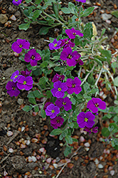 Royal Violet Rock Cress (Aubrieta 'Royal Violet') at Lurvey Garden Center