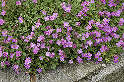 Purple Rock Cress (Aubrieta deltoidea) at Lurvey Garden Center