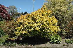 Katsura Japanese Maple (Acer palmatum 'Katsura') at Lurvey Garden Center