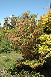 Redvein Enkianthus (Enkianthus campanulatus) at Lurvey Garden Center