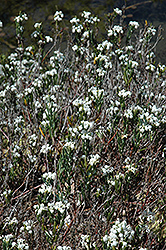 Alba Bog Rosemary (Andromeda polifolia 'Alba') at Lurvey Garden Center