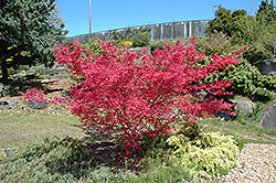 Shindeshojo Japanese Maple (Acer palmatum 'Shindeshojo') at Lurvey Garden Center