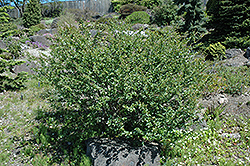 Arctic Birch (Betula nana) at Lurvey Garden Center