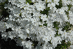 White Delight Moss Phlox (Phlox subulata 'White Delight') at Lurvey Garden Center