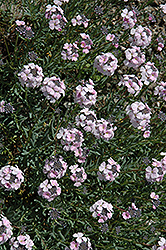 Fragrant Persian Stone Cress (Aethionema schistosum) at Lurvey Garden Center
