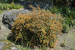 Semperflorens Coral Hedge Barberry (Berberis x stenophylla 'Semperflorens') at Lurvey Garden Center